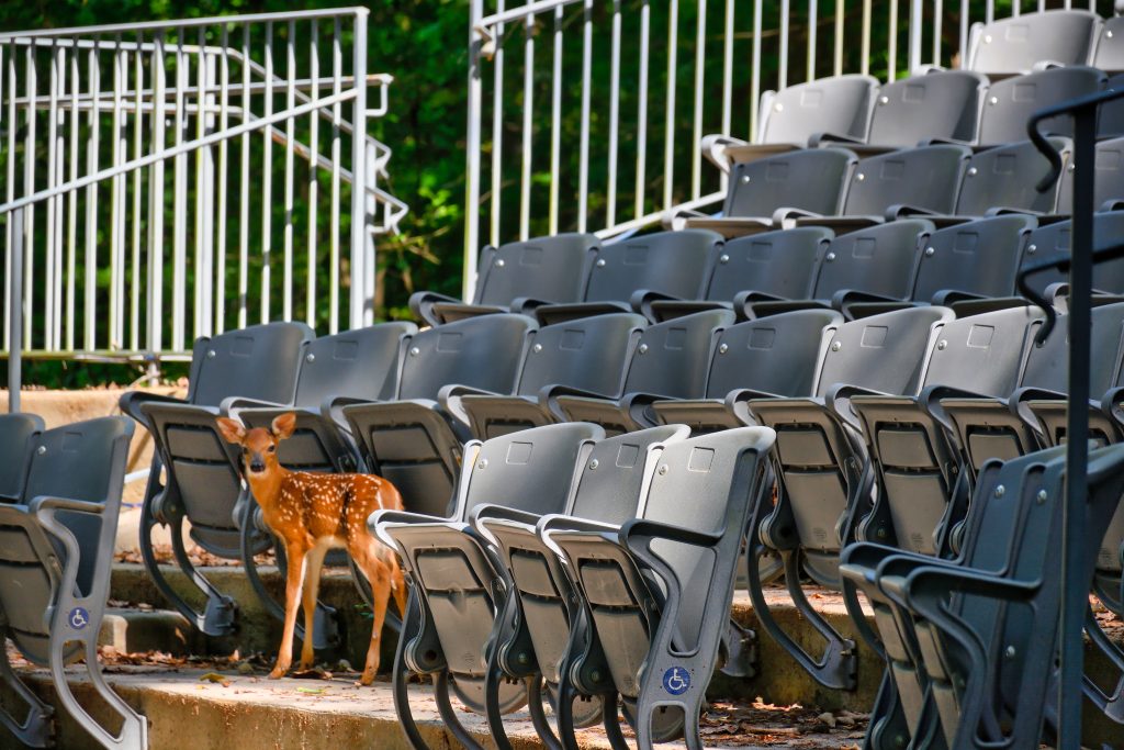 Stadium Style Audience Seating